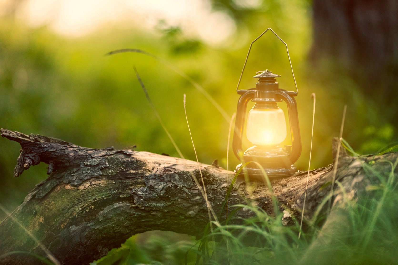 Lantern in the forest