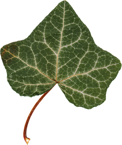 Dry hedera, ivy leaf, Pressed Flower Design Element